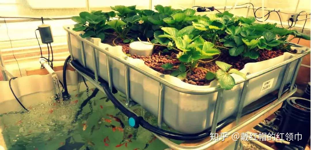 案例 忍受次失败 It男终于打造出中国人的 盒子农场 知乎