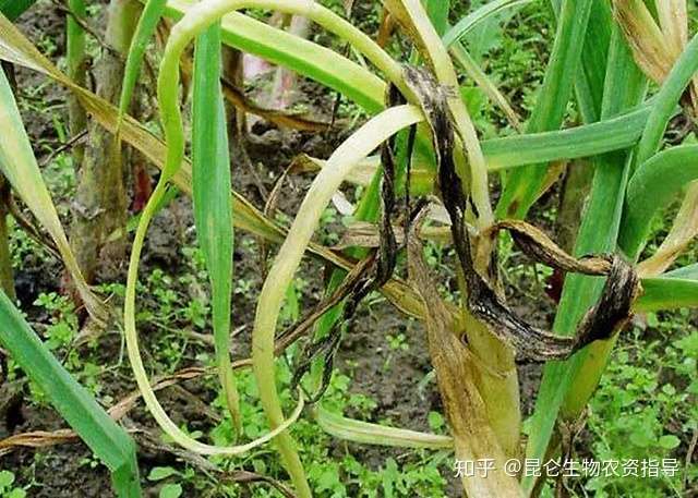 大蒜黄叶死苗冲施什么肥料好大蒜根腐病用什么叶面肥好大蒜软腐烂根用
