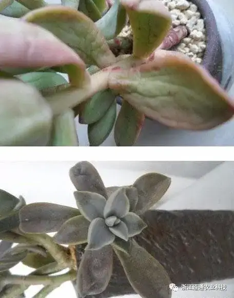 这7种多肉病虫害 一到春天就爆发 及时处理很重要 知乎