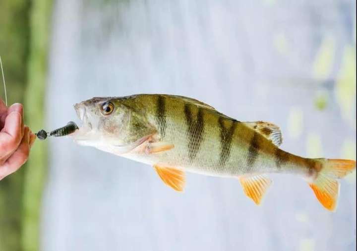 新疆额尔齐斯河里漂亮的河鲈鱼,又被称为"五道黑"