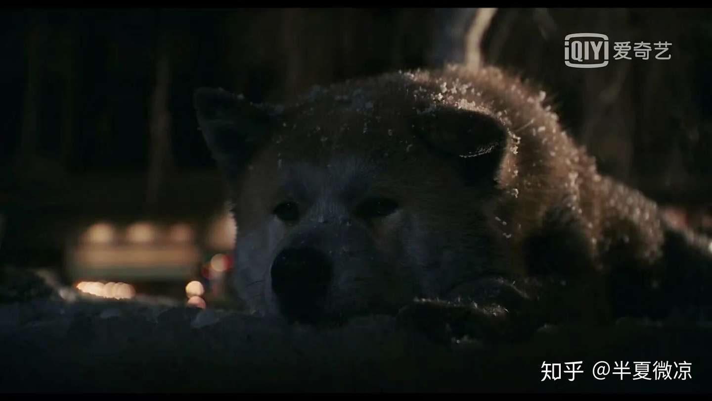 忠犬八公的故事 知乎