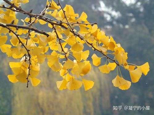 赞美银杏的诗 知乎