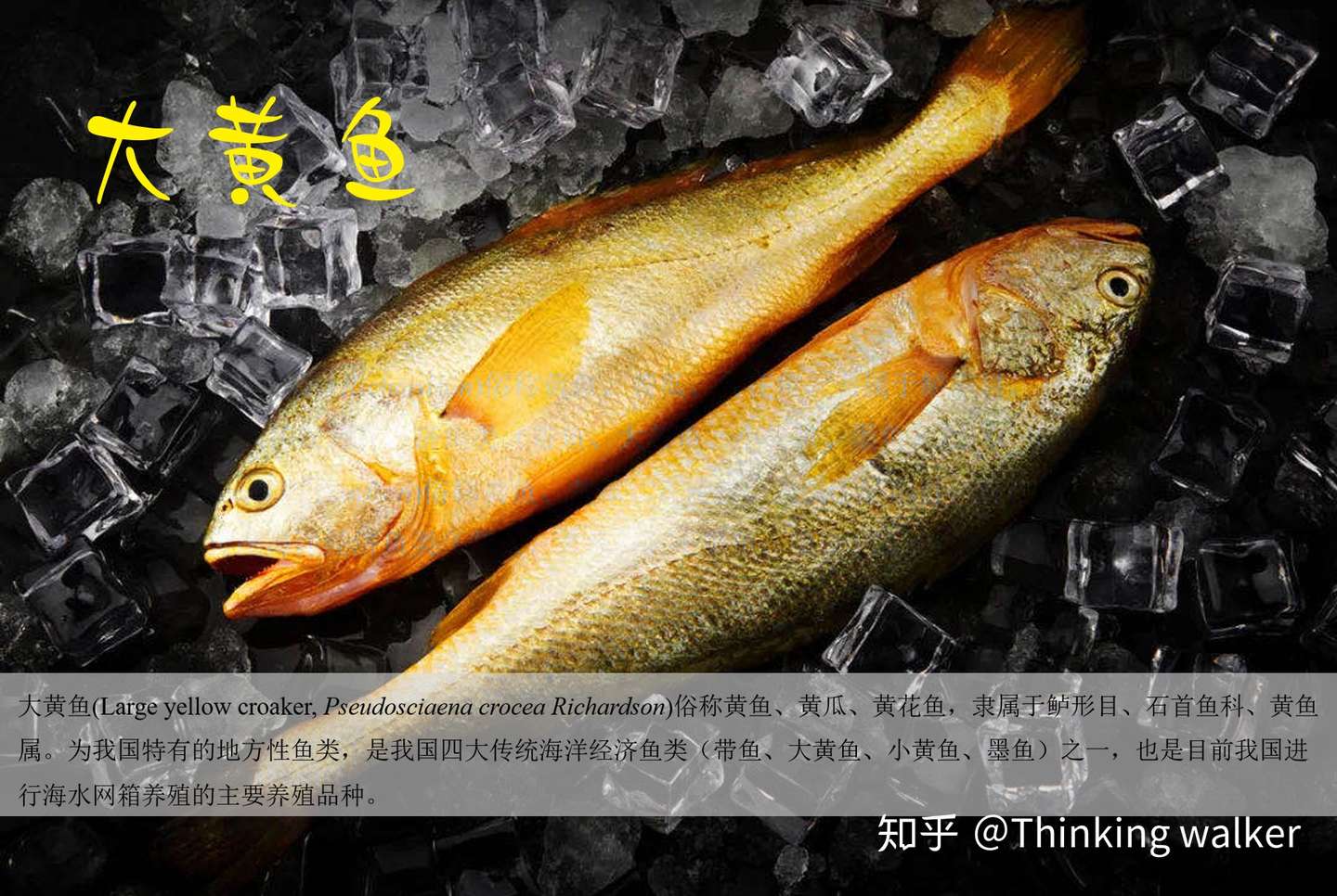 我国常见海水鱼类养殖现状和营养需求 知乎