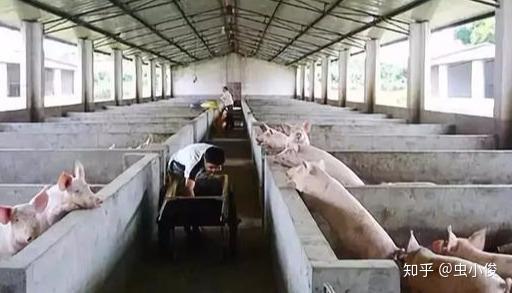 猪肉涨疯了，我都想养猪去了！如何做养猪场空气能地暖？