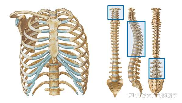第4课骨各论躯干骨