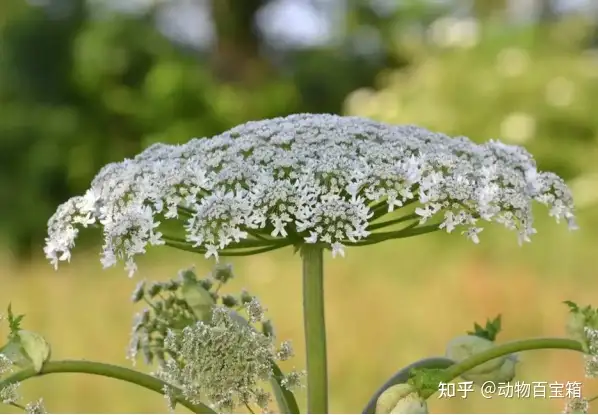 怎么可以錯(cuò)過(guò)（美國(guó)毒草）毒草種類(lèi)，肆虐歐美的超級(jí)毒草，穿防護(hù)服才敢靠近，為何卻在中國(guó)豪橫不起來(lái)，沒(méi)有做不到的經(jīng)典語(yǔ)錄，