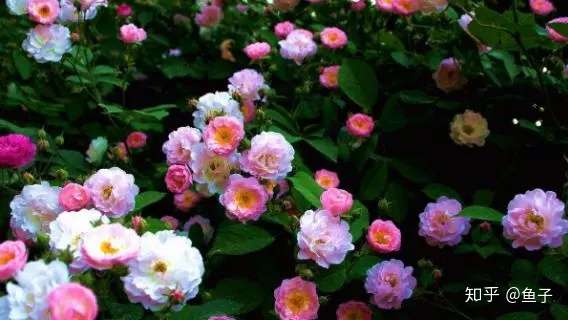 蔷薇花的鉴赏与盆景制作养护 知乎