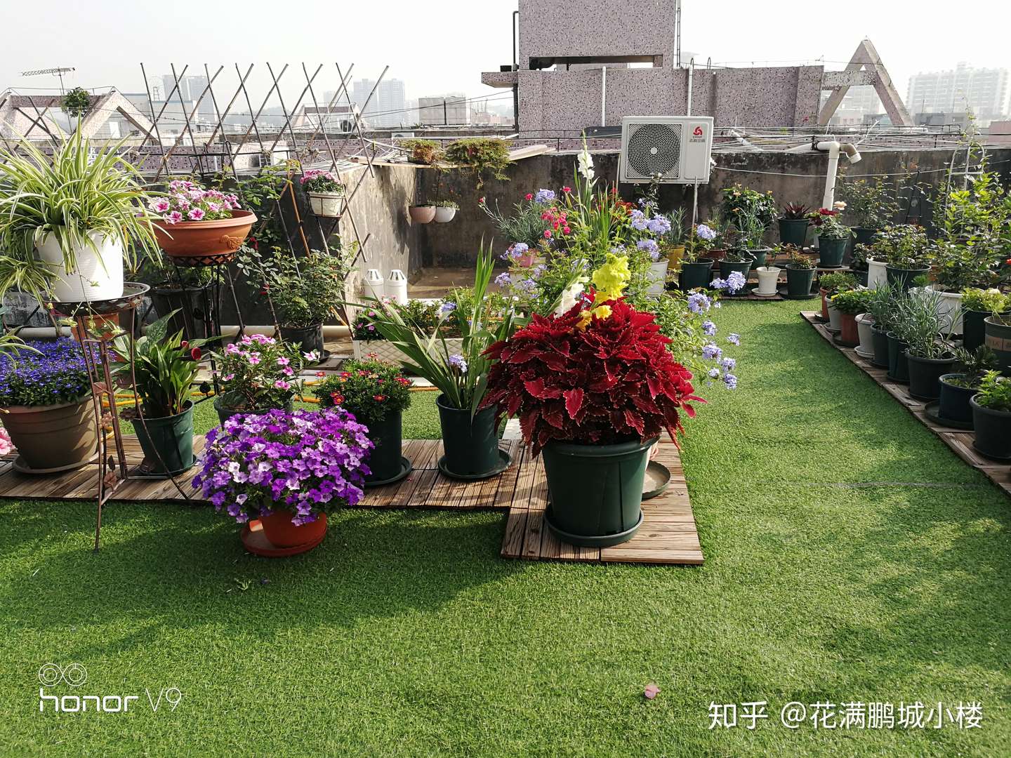 彩叶草 又名老来少的观叶花卉 知乎