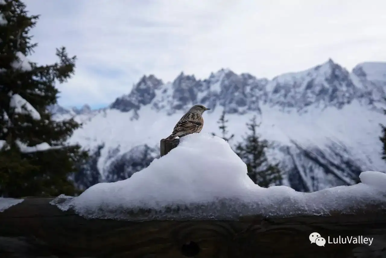 滑雪笔记：霞慕尼与童话镇- 知乎