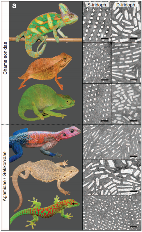 不同颜色变色龙,及其皮肤下光子晶体的微观结构