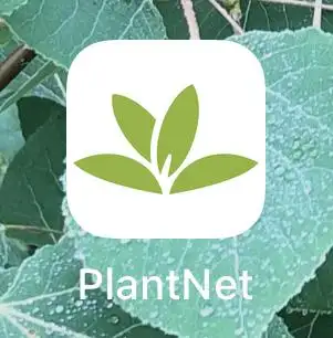 用開源移動應用plantnet來識別花草和樹木linux中國