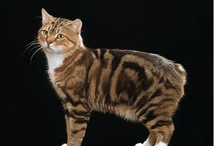 曼岛无尾猫多少钱一只，曼岛无尾猫价格