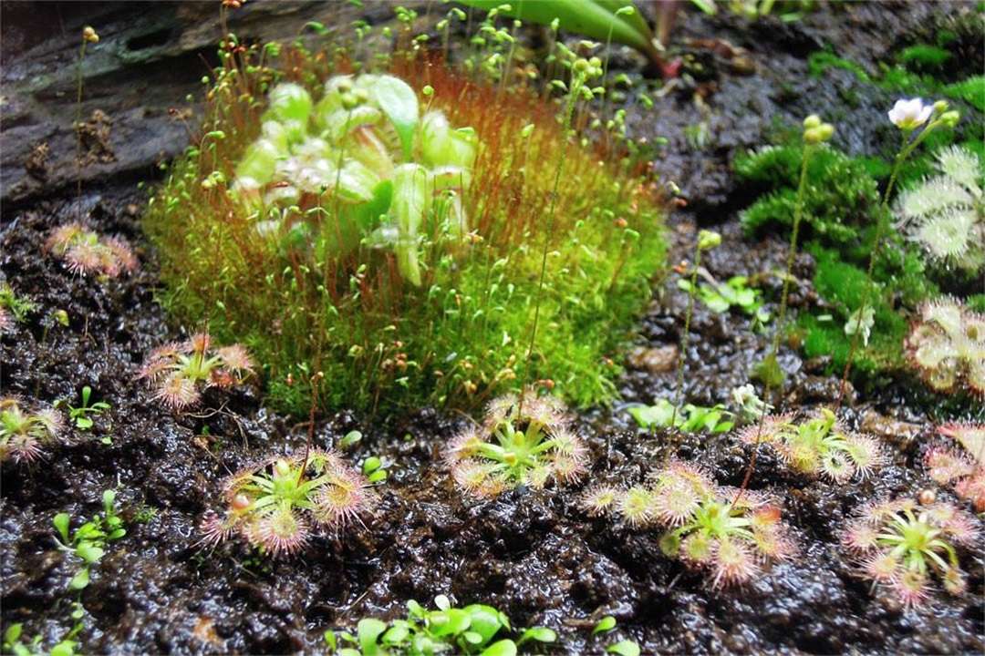 世界上真的有食人花吗 知乎