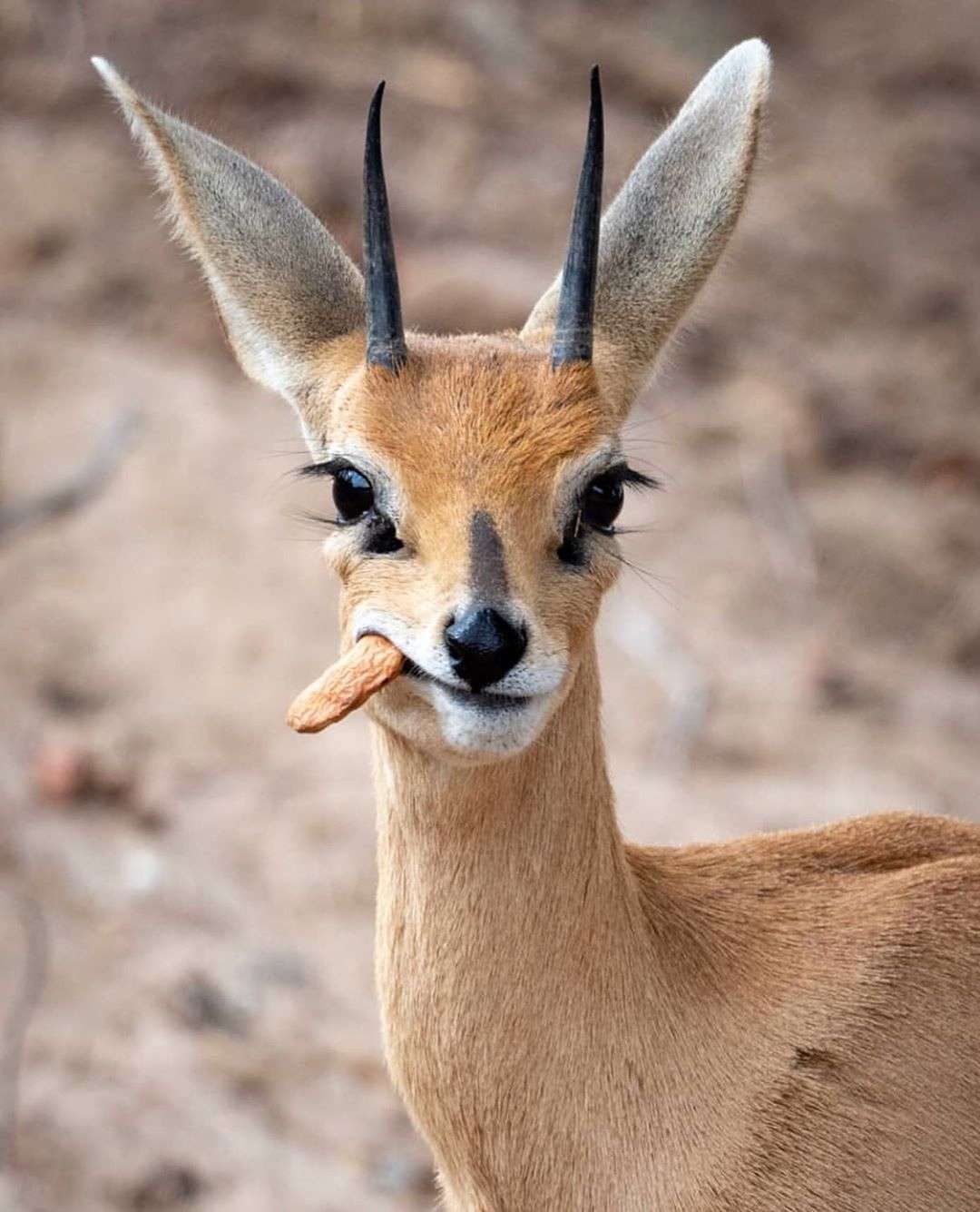 苏澄宇 的想法: 没睡着,来发个小可爱~ (瞪羚这长睫毛i… - 知乎