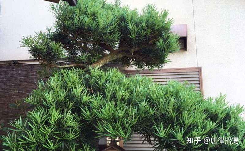 日本庭園的技术与内心情感 二 植栽术 知乎