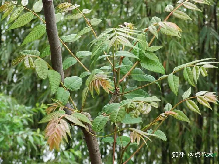 香椿树的种植及病虫害防治方法（香椿树的种植及病虫害防治方法视频）