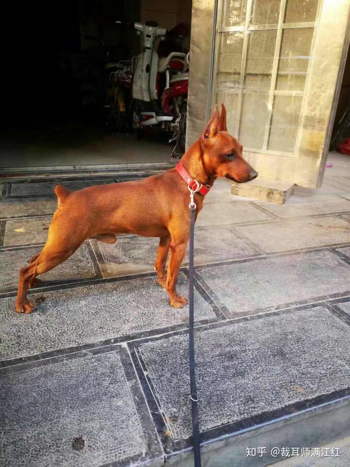 迷你杜宾的优缺点分别是什么?