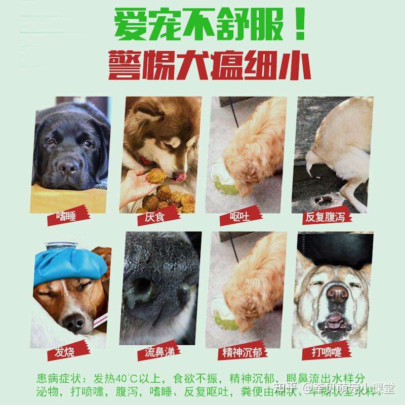 导致狗狗吐白色粘液的5大原因 知乎