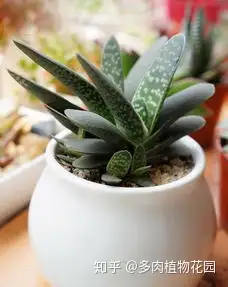 这个植物像元宝 养护过程光照别太强了 知乎