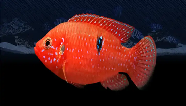 最适合观赏鱼新手的热带宠物鱼，除了斗鱼，就数红宝石鱼了！11