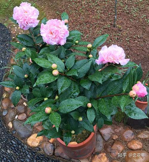 冬天养花选它 耐寒又好养 下雪天也能开 花朵香又美 知乎