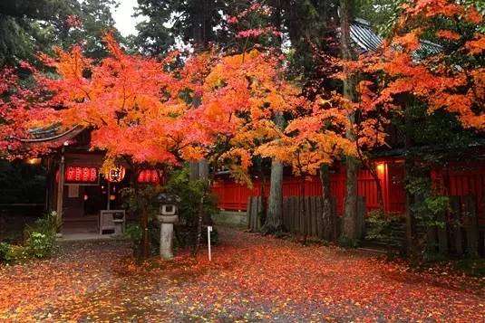 京都赏红叶特别攻略 小众到只有当地人知道的地方 一个人独占深秋红影 知乎