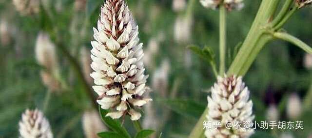 中药材甘草用什么叶面肥好 西洋参壮果肥上什么肥好 保花保果防裂肥料金泰靓 知乎