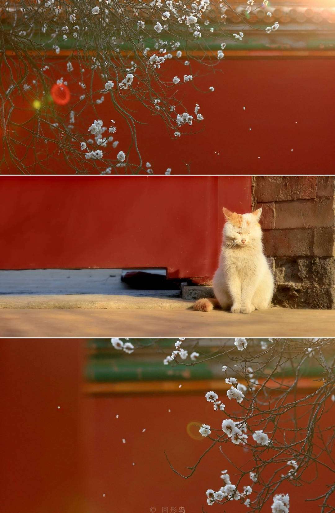 第十二只花栗鼠