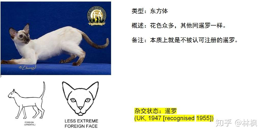世面能看到的所有纯种猫简介 知乎