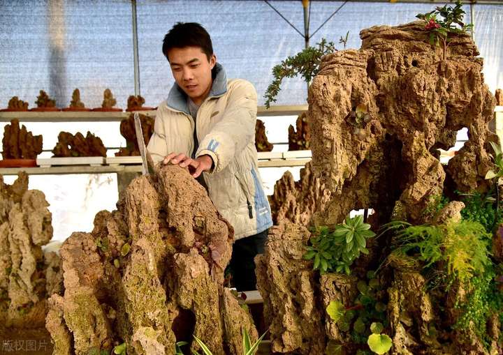 上水石种什么植物最好(上水石怎么养出苔藓)插图(1) 上水石种什么植物最好(上水石怎么养出苔藓)插图(1)
