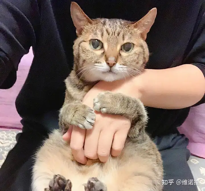 你真的了解狸花猫吗？【维诺拉科普】”