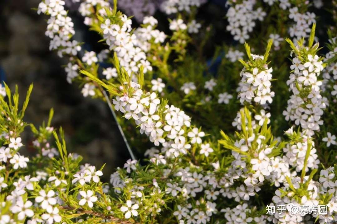 秋季使用精油护肤调理身体夏白菊精油 白玉兰精油和岬角白梅精油 知乎