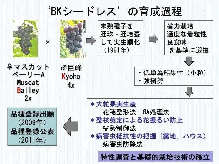 黑皇葡萄苗 黑皇葡萄苗简介 知乎