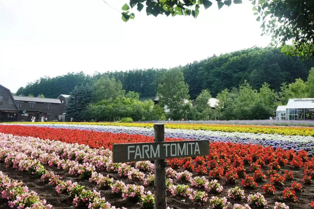北海道只能冬天看雪 真正懂的人绝不会错过它的夏天 知乎