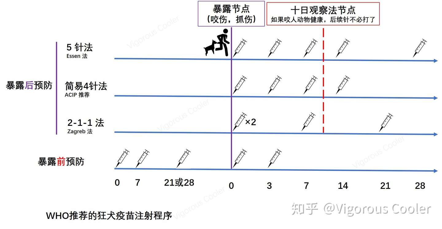 狂犬及疫苗之全面科普 知乎