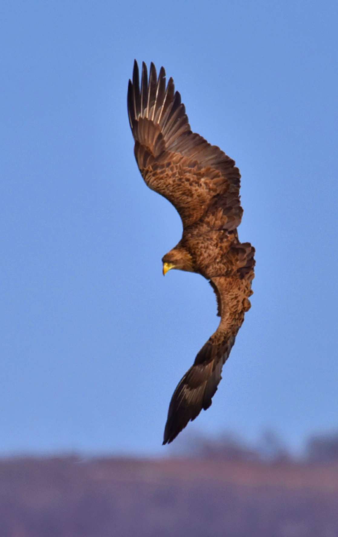 张云山摄影云山 的想法: 金雕展翅 - 知乎