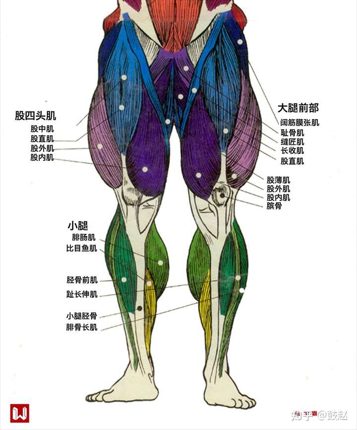 順便附送剛才提到的兩塊肌肉位置圖給好好學習的同學們