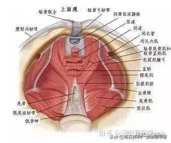 5個最有效的盆底肌康復動作