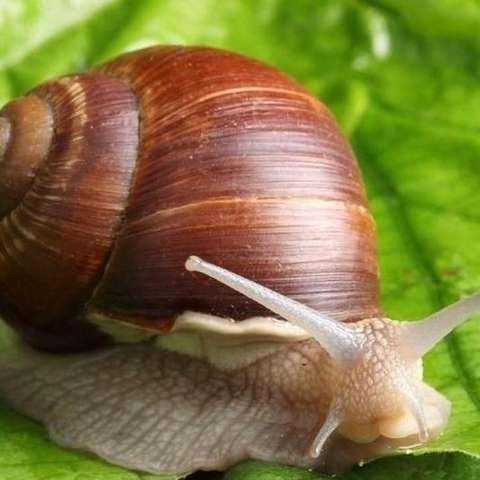 非洲大蜗牛(achatina flica)为软体动物门腹足纲栖眼目玛瑙螺科的大型