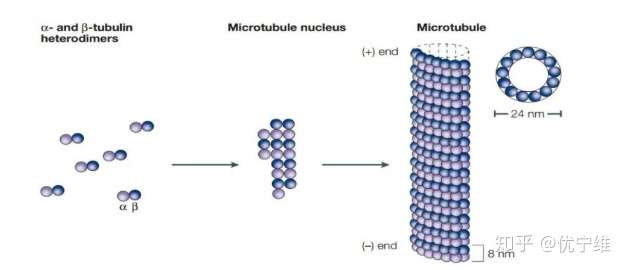 tubulin蛋白及微管聚合研究方法