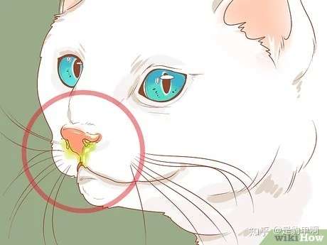 健康科普| 常见病症——猫鼻支(猫病毒性鼻气管炎)