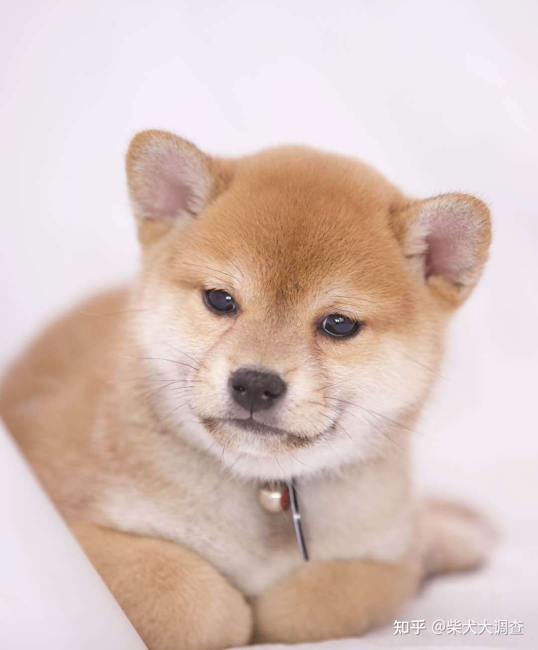 关于柴犬你都知道哪些呢 知乎