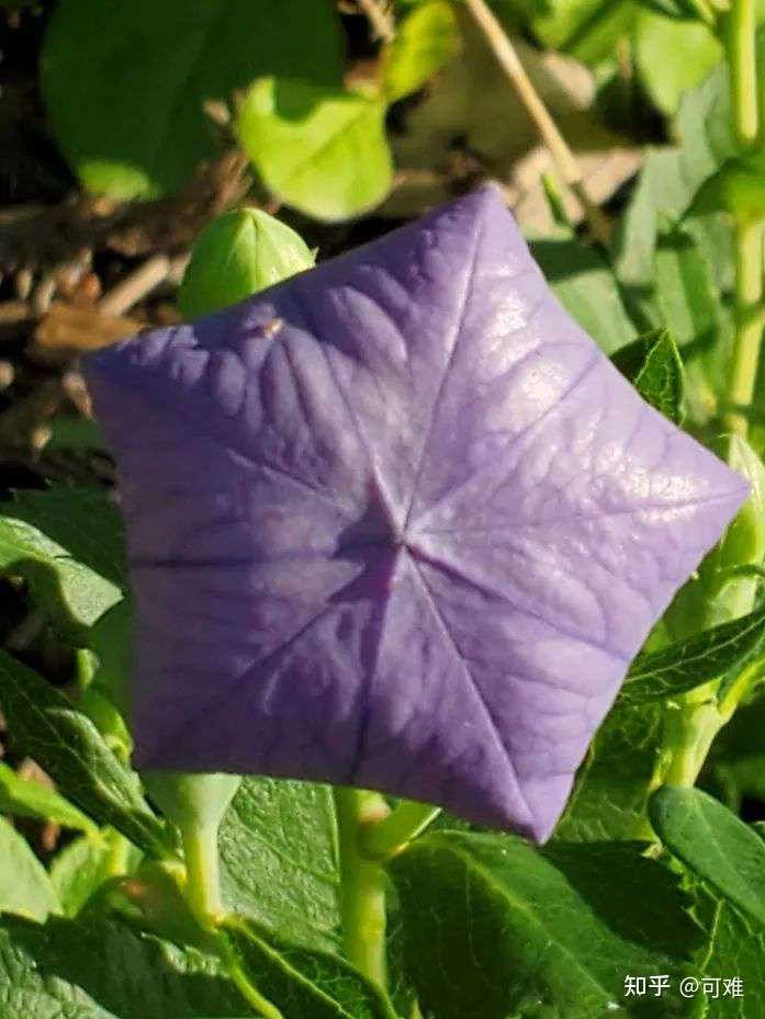 花苞像气球的桔梗花 夏秋花开不断 南北地区的花友都能养好他 知乎