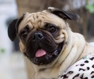 法斗巴哥你还傻傻分不清楚吗