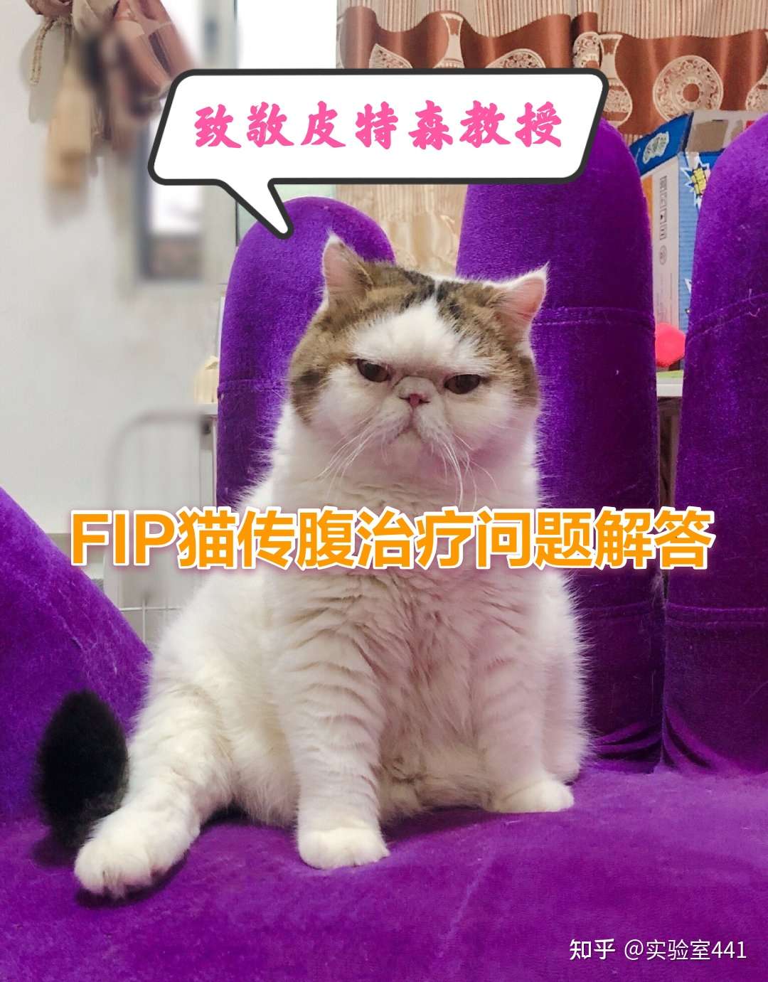 Fip猫传腹治疗问题解答汇总 知乎
