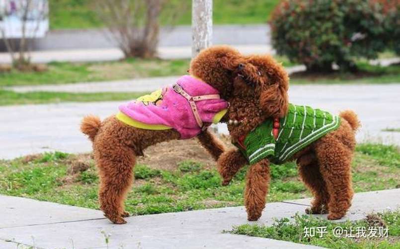 狗狗生理期一直不走怎么办 知乎