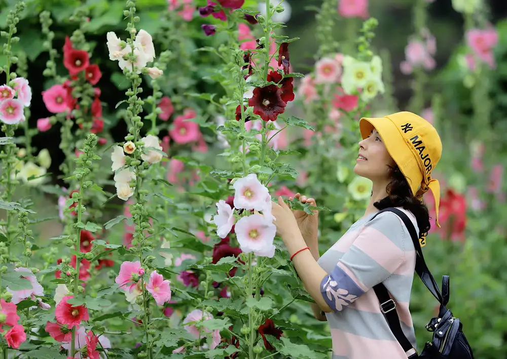 5月相约鲜花山谷看世界最美的蜀葵花海 知乎