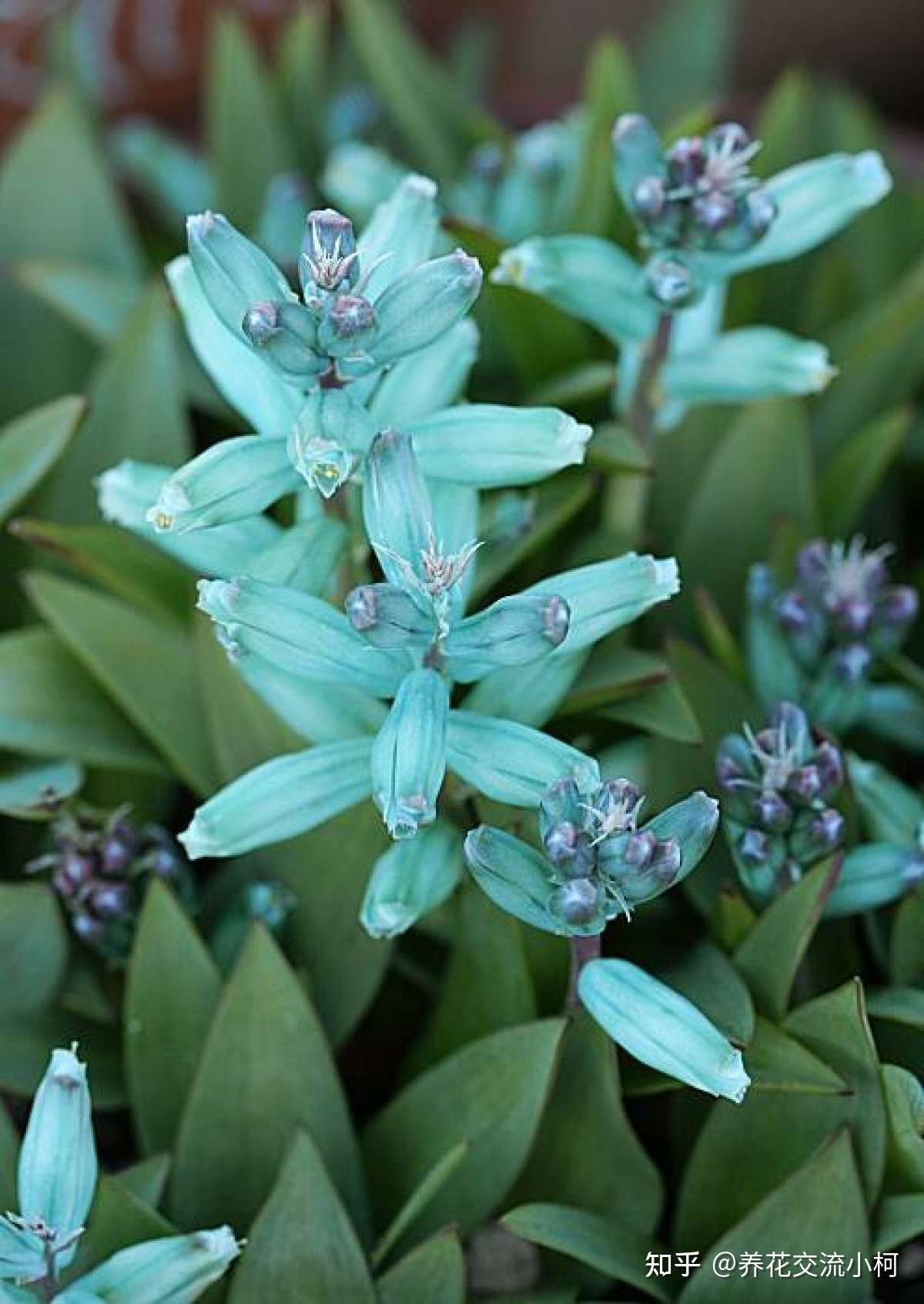 很小众的绿松石立金花 花朵如一串串绿色宝石 好养好看又不贵 知乎