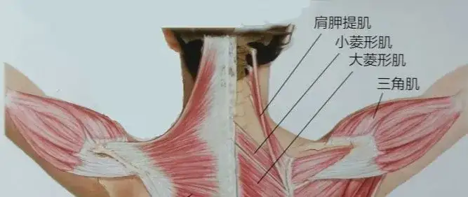 我們身邊肯定有不少人 長時間伏案工作或學習 甚至一直低頭刷手機,玩