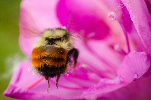 1人 赞同了该文章 最近在抖音有这样一条视频火了,一只圆滚滚的蜜蜂扎